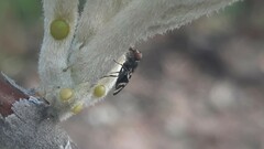 Ulidiidae