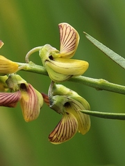 Crotalaria lanceolata