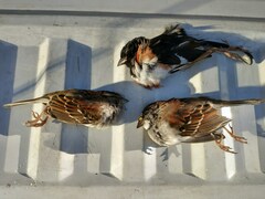 Zonotrichia albicollis