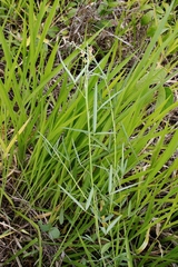 Crotalaria lanceolata