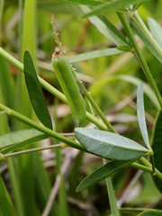 Crotalaria lanceolata