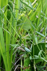 Crotalaria lanceolata