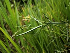 Crotalaria lanceolata