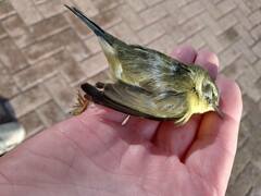 Setophaga caerulescens