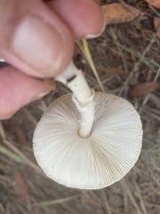 Lepiota rubrotinctoides