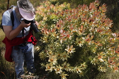 Leucadendron tinctum