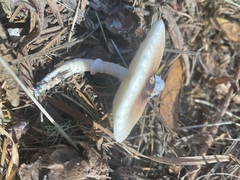 Lepiota rubrotinctoides