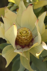 Leucadendron tinctum