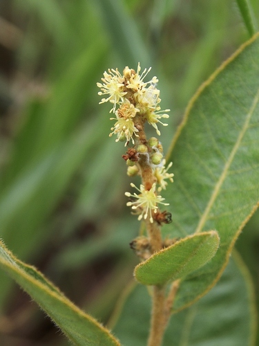 Croton campestris