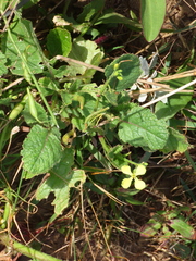 Raphanus raphanistrum