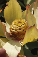 Leucadendron tinctum