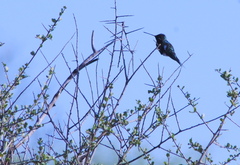 Heliomaster furcifer