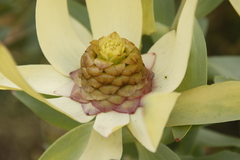 Leucadendron tinctum