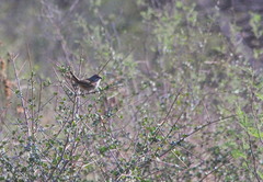 Rhynchospiza strigiceps