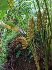 Calathea crotalifera image