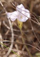 Oxalis algoensis