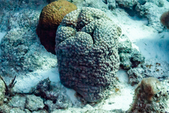 Montastraea cavernosa