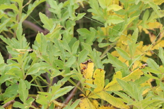 Prionosciadium thapsoides
