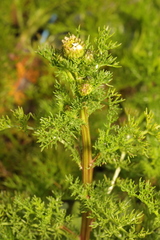 Tripleurospermum maritimum