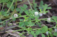 Trifolium tomentosum