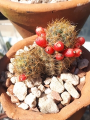 Mammillaria prolifera