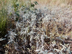 Ambrosia grayi