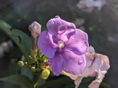 Brunfelsia