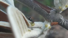 Ulidiidae