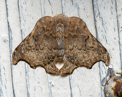Thymistida tripunctata
