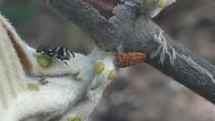 Ulidiidae