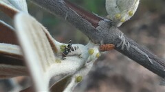 Ulidiidae