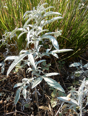 Ambrosia grayi