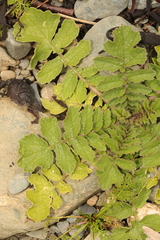 Raphanus raphanistrum landra