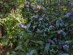 Brunfelsia