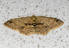 Idaea semilinea