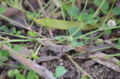 Trifolium tomentosum