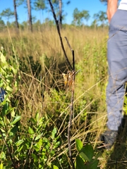 Paroxya atlantica
