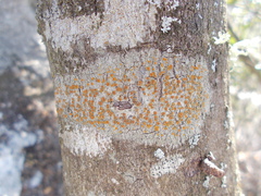 Athallia pyracea
