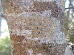 Athallia pyracea