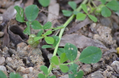 Trifolium tomentosum