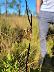 Paroxya atlantica