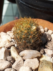 Mammillaria prolifera