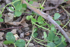 Trifolium tomentosum