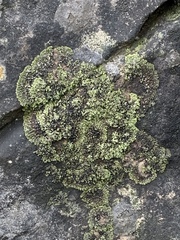 Phaeophyscia