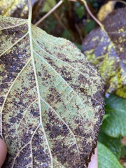 Pucciniastrum hydrangeae