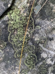 Phaeophyscia