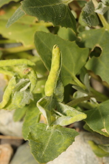 Hayhurstia atriplicis
