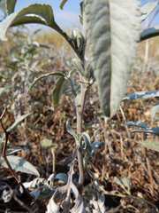 Ambrosia grayi