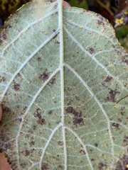 Pucciniastrum hydrangeae