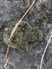 Phaeophyscia